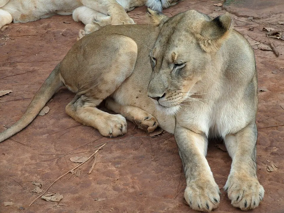 Mefou National Park