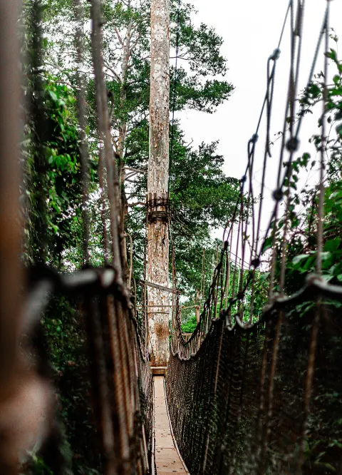 Kakum National Park