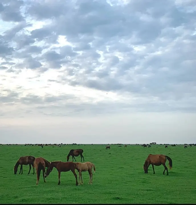 Bujagh National Park