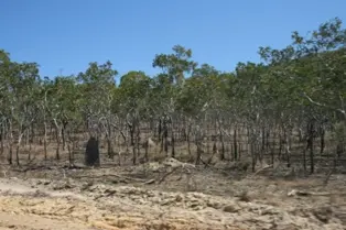 Juunju Daarrba Nhirrpan National Park (Cape York Peninsula Aboriginal Land)
