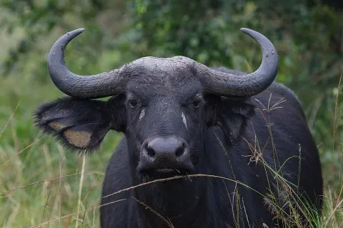Lake Mburo National Park
