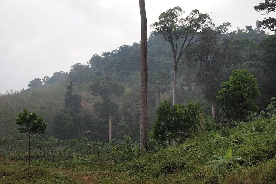 Khao Lak-Lam Ru National Park
