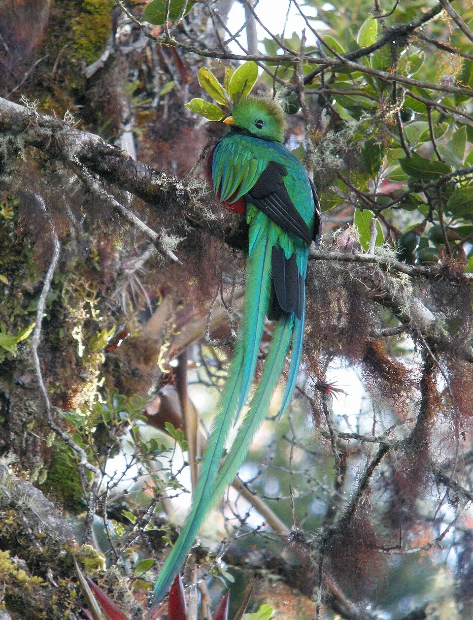 Los Quetzales National Park