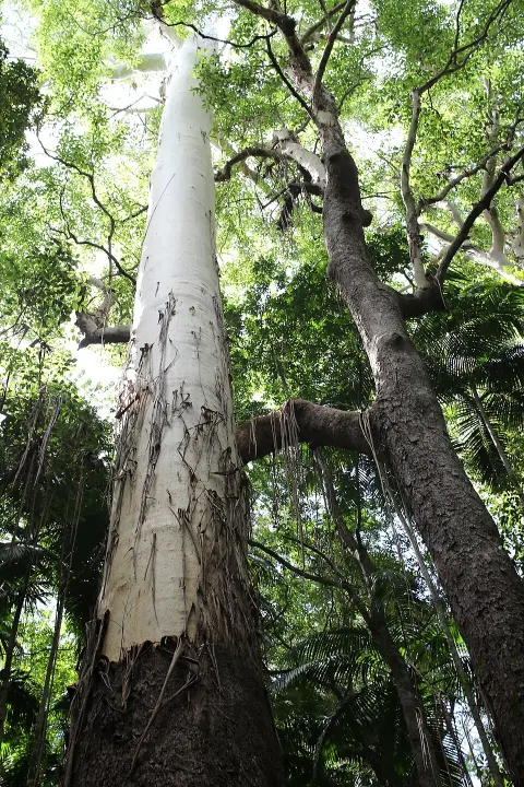 Yarriabini National Park