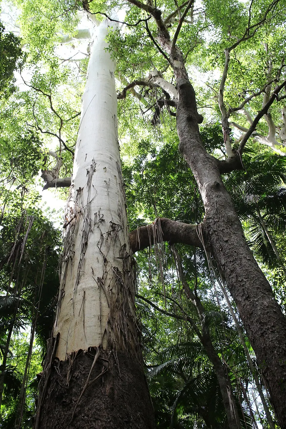 Yarriabini National Park
