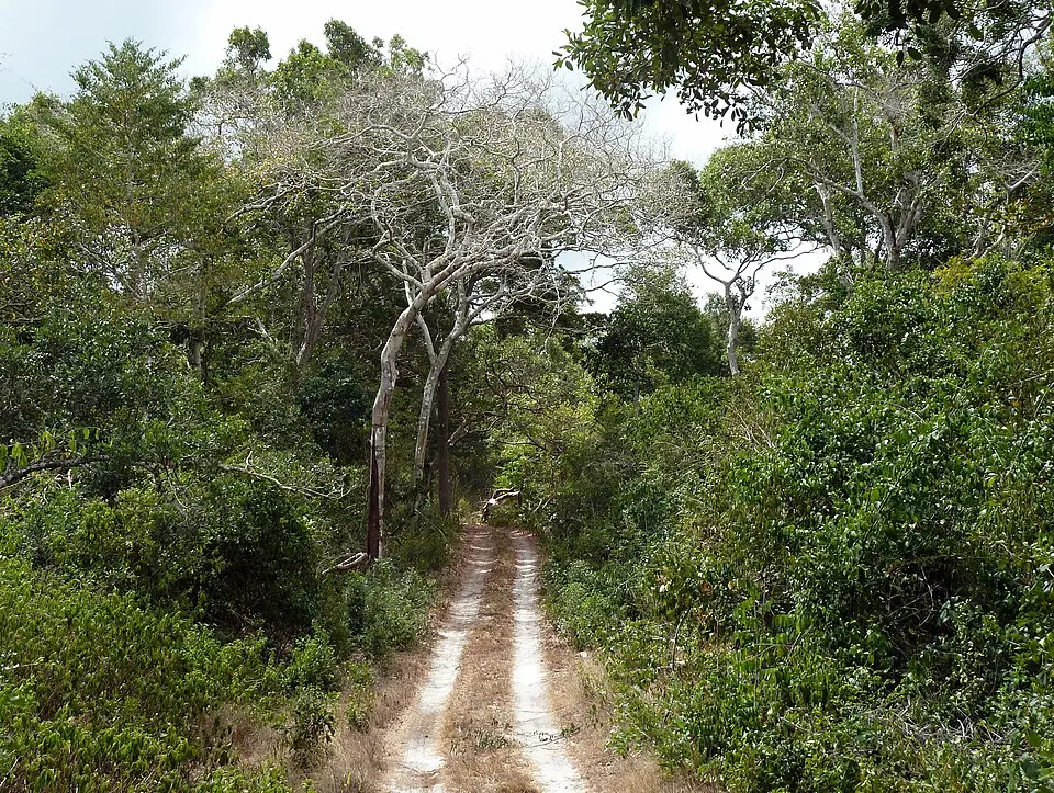 Arabuko Sokoke National Park