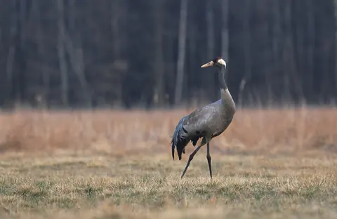 Polesie National Park