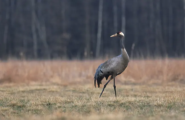 Polesie National Park