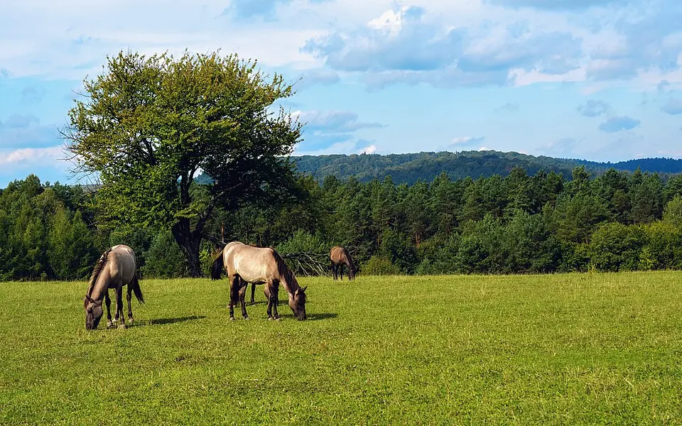 Roztocze National Park