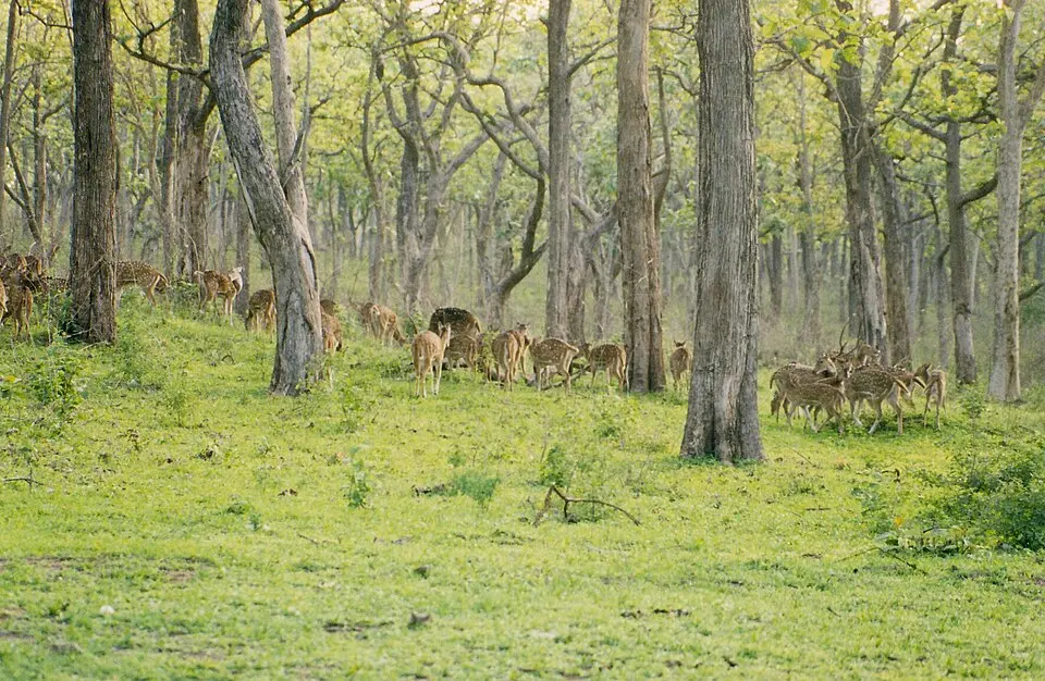 Bandipur National Park