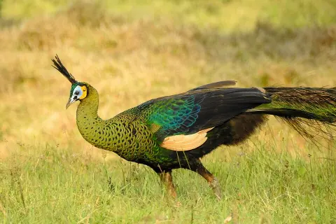 Alas Purwo National Park