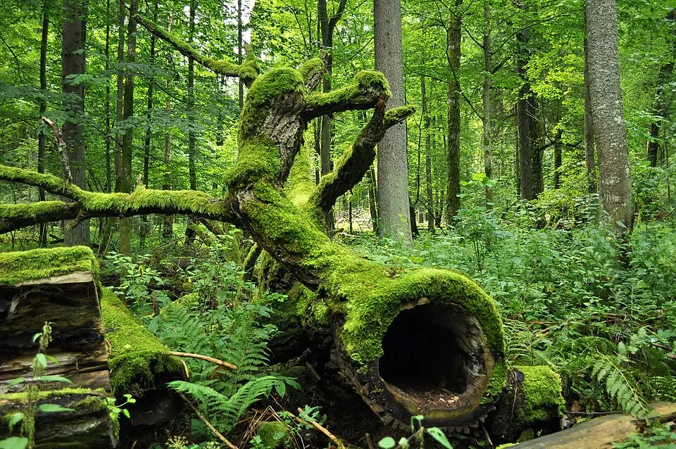 Białowieża National Park