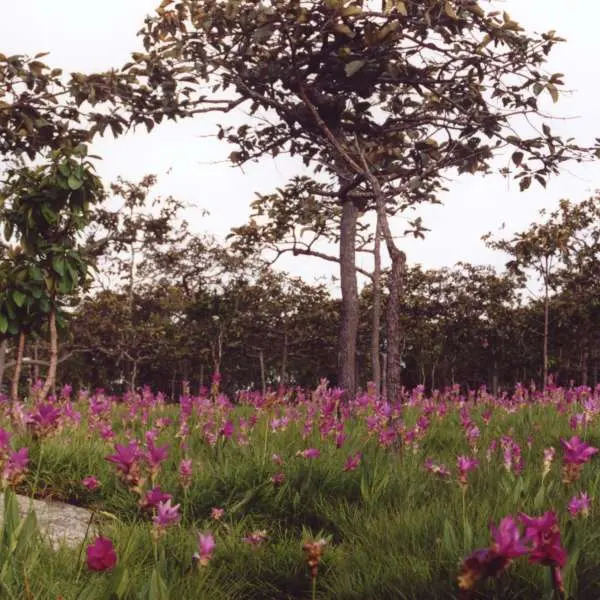Pa Hin Ngam National Park