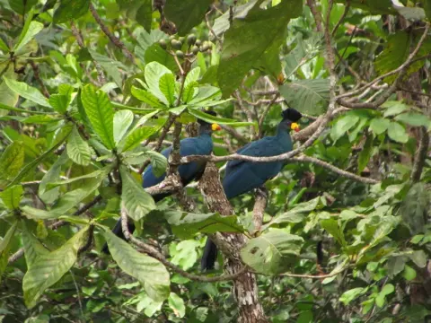 Moukalaba-Doudou National Park