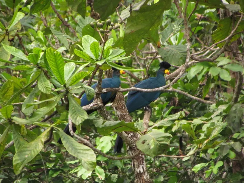 Moukalaba-Doudou National Park