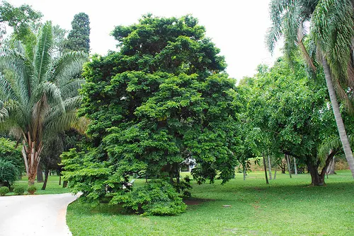 Pau Brasil National Park