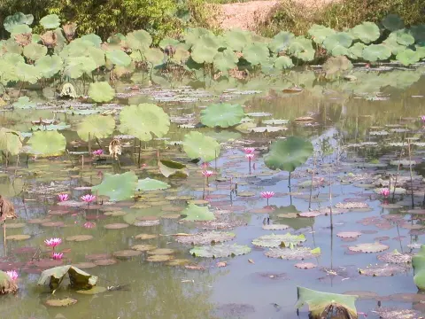 Phu Sa Dok Bua National Park