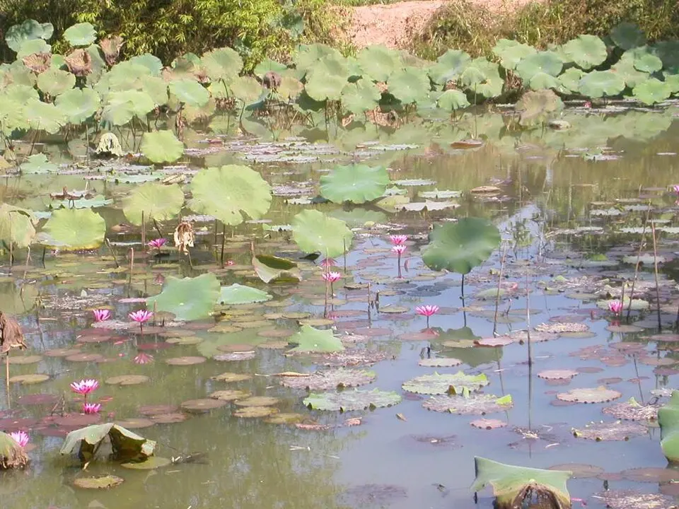 Phu Sa Dok Bua National Park