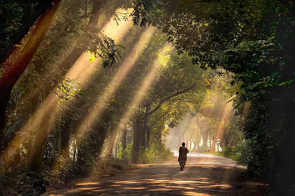 Satchari National Park