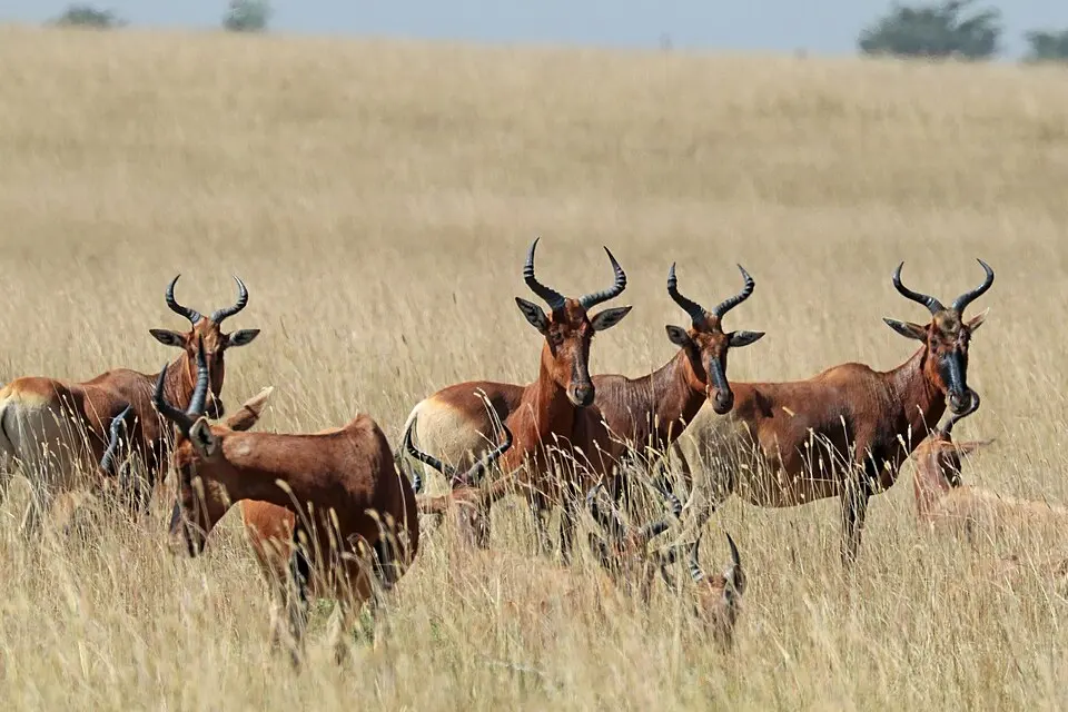 Senkelle Swayne's Hartebeest Sanctuary