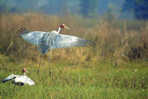 Nawegaon National Park