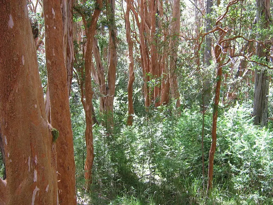 Los Arrayanes National Park