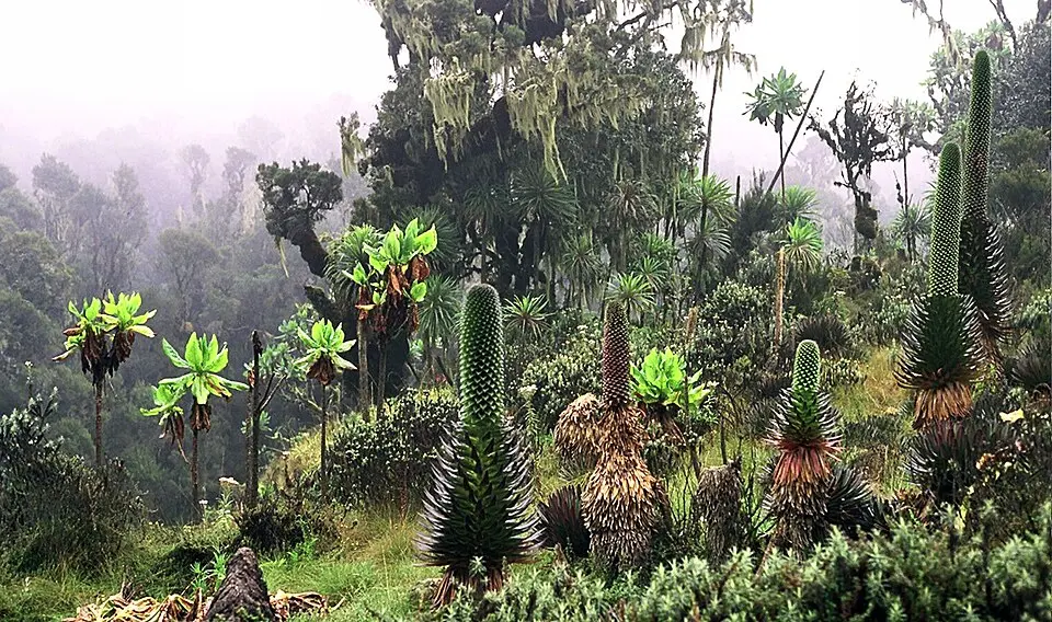 Rwenzori Mountains National Park