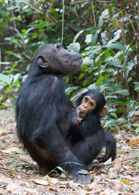 Gombe National Park