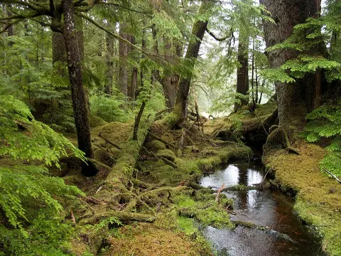 Gwaii Haanas National Park Reserve and Haida Heritage Site