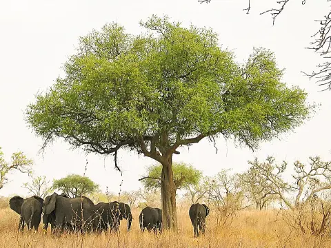 Boumba Bek National Park