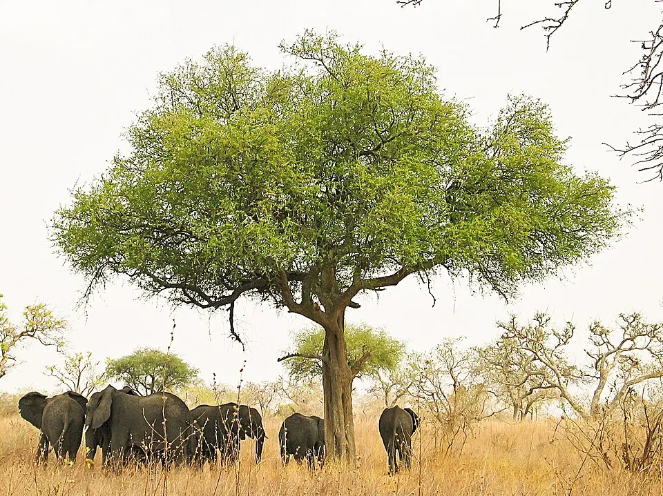 Boumba Bek National Park