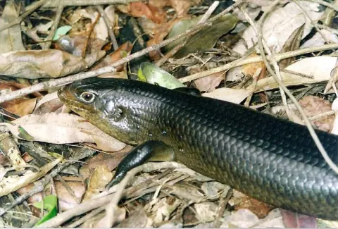 Watagans National Park
