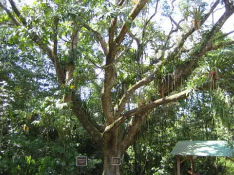 Guanacaste National Park