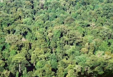 Toonumbar National Park